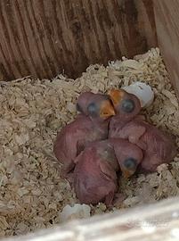 Pulli di parrocchetto dal collare