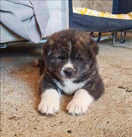 Akita inu razza pura no pedigree