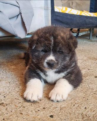 Akita inu razza pura no pedigree