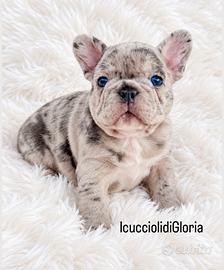 Bulldog francese merle occhi azzurri