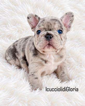 Bulldog francese merle occhi azzurri