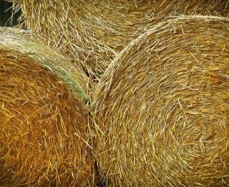 Balloni fieno magenta