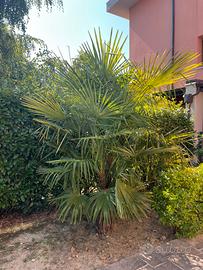 Palme da giardino