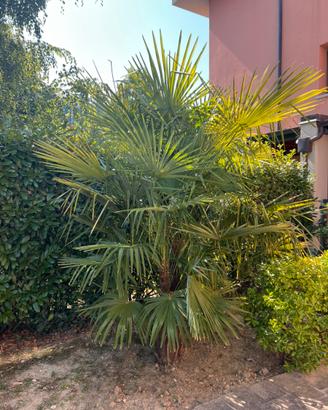 Palme da giardino