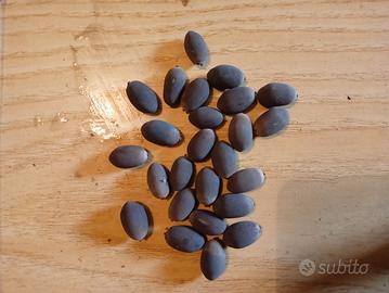 25 semi Fiore di loto (pianta acquatica)