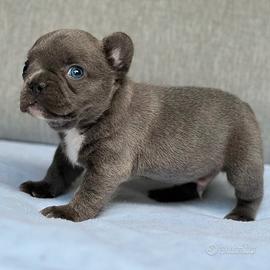 Cuccioli di bulldog francesi maschi femmine