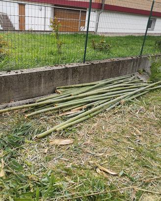 Bamboo