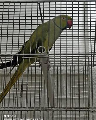 Parrocchetti