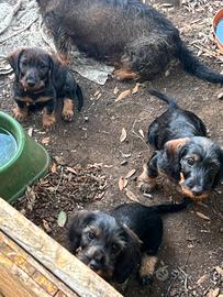 Splendidi cuccioli di bassotto tedesco a pelo duro