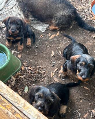 Splendidi cuccioli di bassotto tedesco a pelo duro