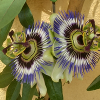 Assistenza anziani,disabili,pulizie,stiro