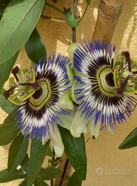 Assistenza anziani,disabili,pulizie,stiro