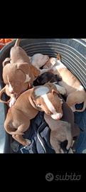Amstaff