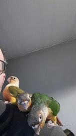 Pirrurha molinae allevati a mano