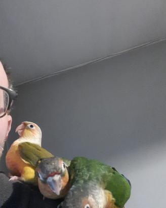Pirrurha molinae allevati a mano