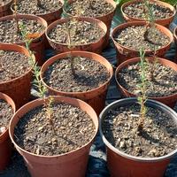 Piantine di cipresso comune o mediterraneo