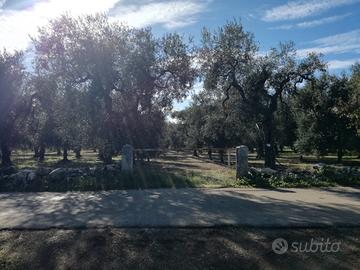 Uliveto in perfette condizioni 4.000 metri