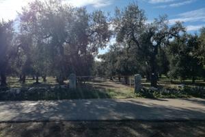 Uliveto in perfette condizioni 4.000 metri