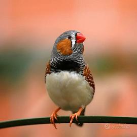 Diamanti mandarini Olandesi