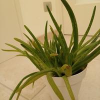 Aloe pianta 