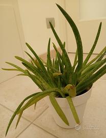 Aloe pianta 