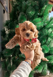 Maltipoo Maschio Albicocca