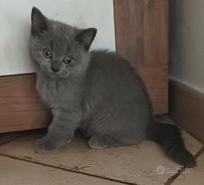 British Shorthair