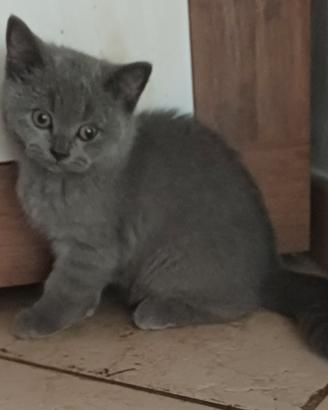 British Shorthair