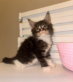 Maine coon femmina