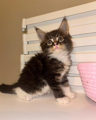 Maine coon femmina