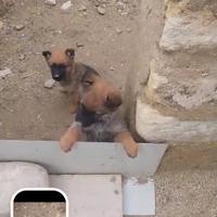 Pastore belga malinois