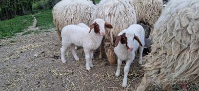 Agnelli agnelle pecore razza comisana