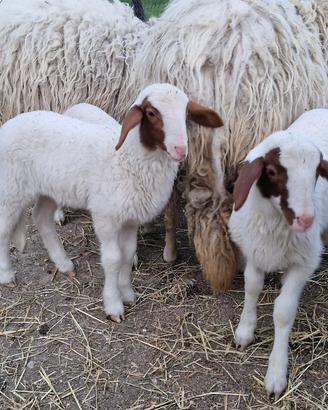 Agnelli agnelle pecore razza comisana