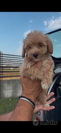 Maltipoo