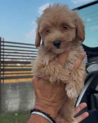 Maltipoo