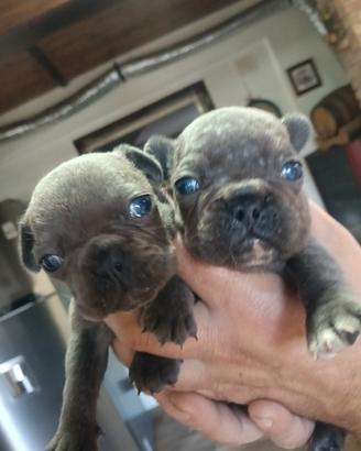 Dolcissimi cuccioli di bulldog francese. Genitori