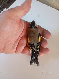 Cardellina