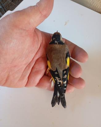 Cardellina