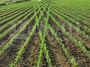Terreno Agricolo Pozzonovo [Cod. rif 3276371VCG]