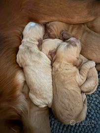Cocker spaniel