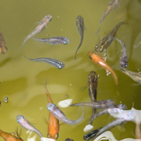 Pesce laghetto pond Medaka mix