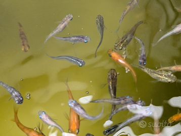 Pesce laghetto pond Medaka mix