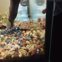 Lumache per acquario Physa e Planorbarius