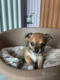 Chihuahua incrocio Pinscher maschi