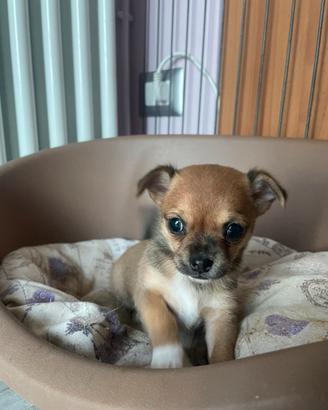 Chihuahua incrocio Pinscher maschi