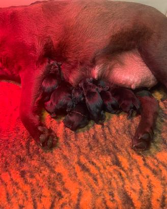 2 Femmine Nere Labrador Retriever