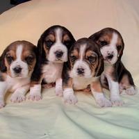 Beagle Elisabeth