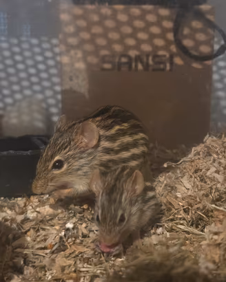 topi cinghiale