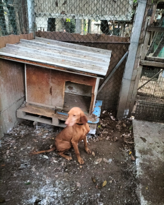 Cani tartufo