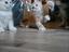 Immagine 6